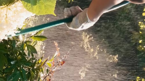 Female Gardener Watering Plants in Garden Vertical Video