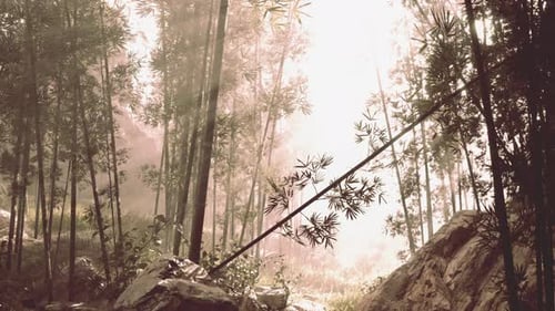 A Serene Bamboo Grove Enveloped in a Mystical Fog
