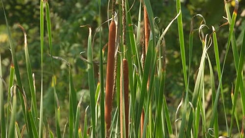 Close Up of Green Cattails and Brown Seed Heads