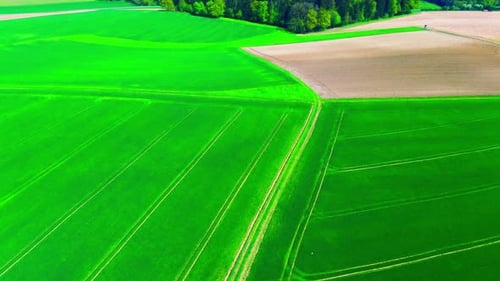 Aerial View of Lush Green Fields with Distinct Crop Rows and Adjacent Farmland