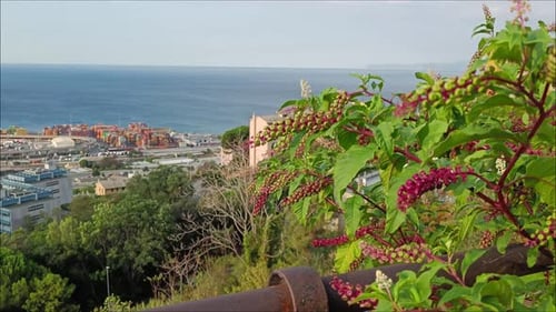 Cityscape over Genoa Italy next to Ocean with Flowers and plants in Foreground