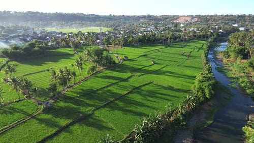 Aerial Rice field and river