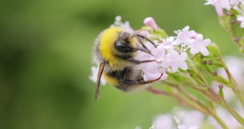 Bumblebee Collecting Pollen From Light Pink Flowers