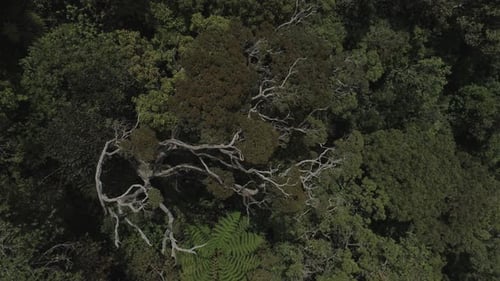 Drone shot of a Huge Tree in a tropical Jungle. Top angle View.