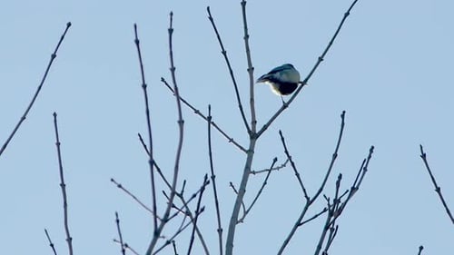 Ein Blaumeisenvogel, der in den Bäumen herumspielt