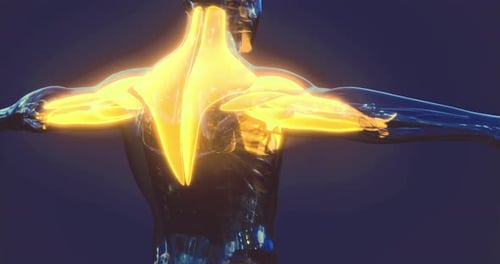 3D Human Muscular System Highlight Animation