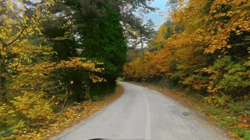 Autumn Forest Drive