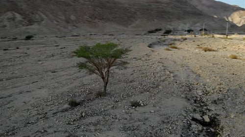 Acacia Tree at Judean Desert and Dead sea- Aerial
