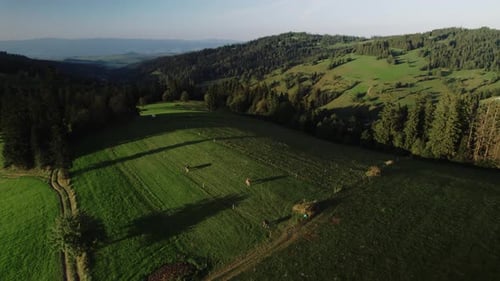 Aerial Shot of Cows in Stunning Mountains Landscape during Sunset