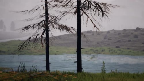 Pine Tree Forrest in the Montains