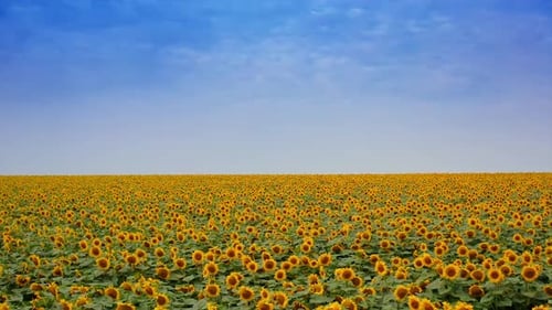 Plantation of beautiful yellow and brown sunflowers growing in the field in a sunny day.