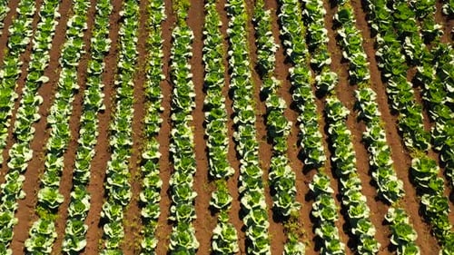 Terra agrícola com culturas verdes de repolho