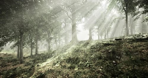 Enchanting Forest with Sunlight Filtering Through Lush Trees at Dawn