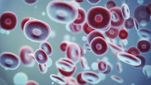Animated Red and White Blood Cells Flowing in Fluid