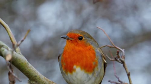 Wild robin redbreast sitting on a branch in winter.
