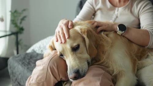 Golden Retriever Resting in Woman's Lap Indoors