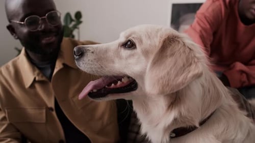 Dog Being Petted Indoors With Owner Smiling