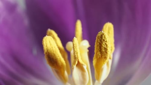 Rotating tulip flower close up.