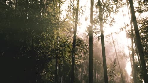 Sunlight Filtering Through Bamboo Trees in a Serene Forest During Morning Hours