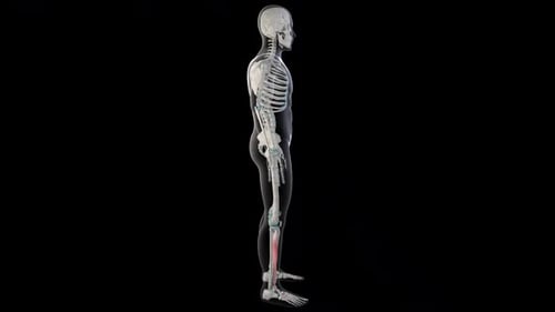 3D Human Skeleton with Highlighted Tibialis Anterior Muscle Rotation