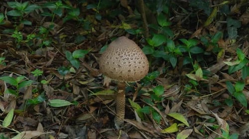 Solitary Mushroom on Forest Floor in Close Up