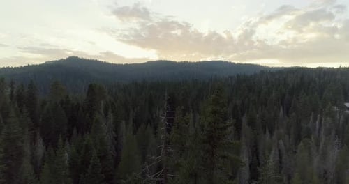 Aerial Shot Flying Over and Passing Close to Trees in Sequoia at Sunset