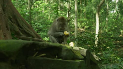 Monkey eating corn