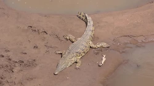 UN CROCODILE SE PRÉLASSANT PRÈS D'UN PLAN D'EAU