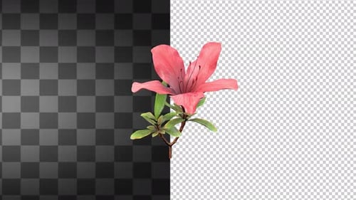 Rhododendron Azalea Transparent Background