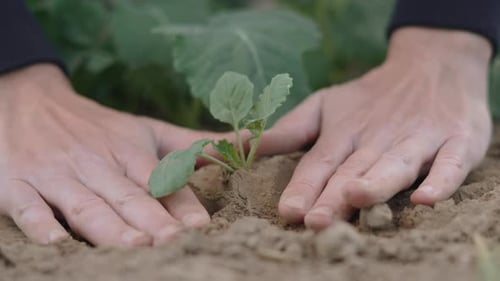Male Hands Carefully Cover with Earth Young Sprout of Plant Closeup