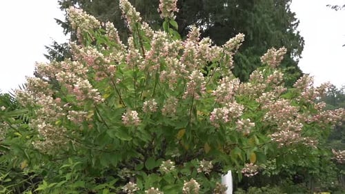 Tacking shot (slow motion) of a flowering tree in an autumn garden