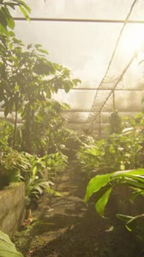 Dewy Morning Greenhouse Ambiance Quiet Greenhouse Corridor Bathed in Morning Mist and Filtered