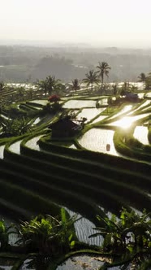Morning Sunlight Reflecting on Jatiluwih Rice Terraces in Bali Indonesia
