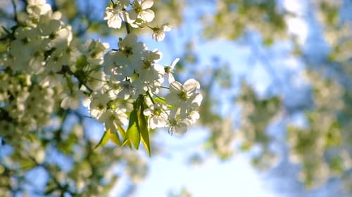 Blooming Spring Trees Against the Sky