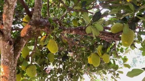 Frische junge grüne Jackfrucht hängt am Baum