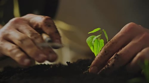 An agronomist, engaged in growing plant food, plants a young seedling in the prepared soil. His