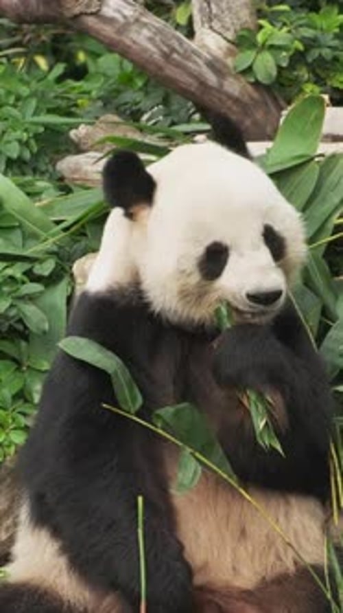 Panda Eating Bamboo in Natural Habitat