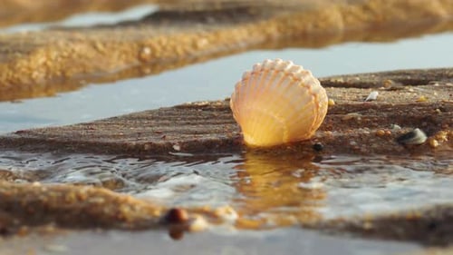 Zarte Muschel, eingebettet in die Küste bei Ebbe