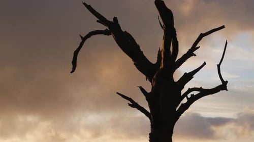 Dying old tree against dramatic, orange clouds