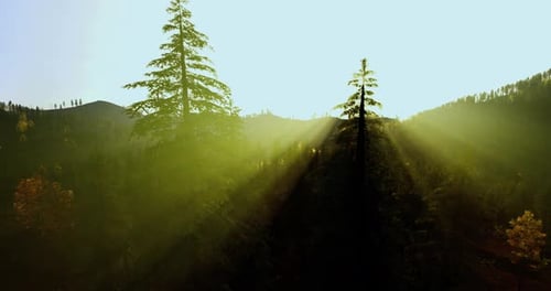 Flying Over a Sunny Forest with Golden Sun Rays