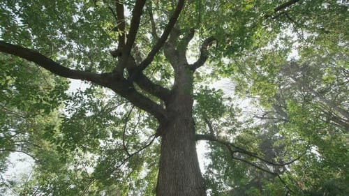 Árvore grande em um parque italiano durante a primavera