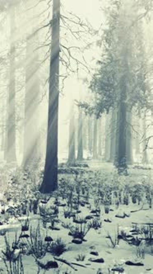 Pine Forest Illuminated By the Morning Sun on a Foggy Early Spring Day