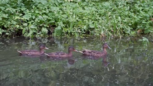 Ducks Swimming in the Pond By the Artificial Waterfall