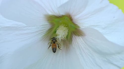 Bee on White Flower in Sunlight