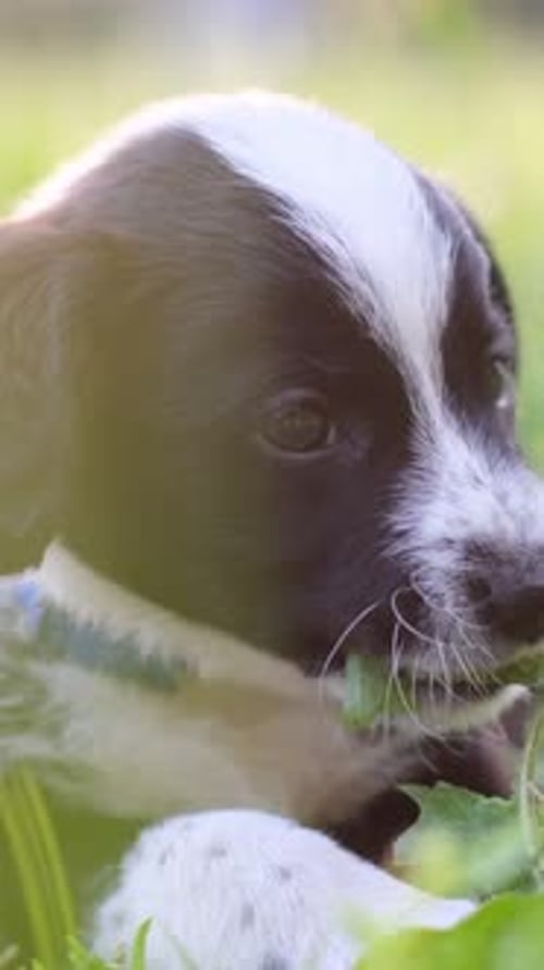 A Playful and Energetic Dog Frolicking in a Beautiful Sunlit Open Field of Greenery