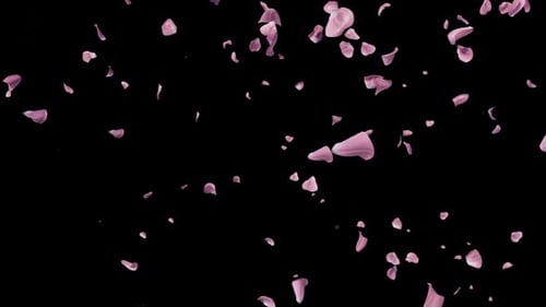 Realistic Falling Pink Petals Animation