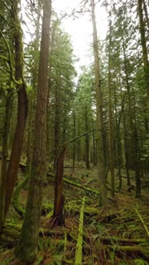 Smooth Flight Between the Trees Close to Branches in a Fabulous Spring Forest
