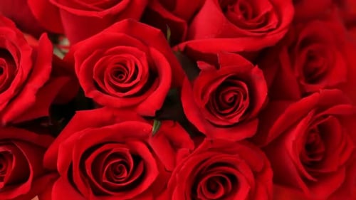 Luxurious Close up of Vibrant Red Roses Showing Deep, Velvety Petals