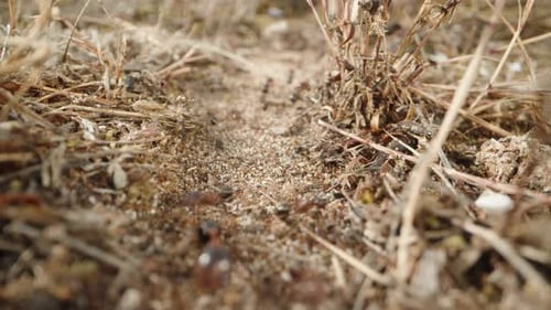 Eine Ameisenkolonie trägt trockene Pflanzen auf einem sandigen Pfad durch das Gras zu ihrem Ameisenhaufen. Dolly