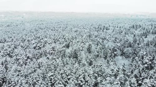 Aerial view of a frozen forest with snow covered trees in winter. Flight above winter forest in Nort